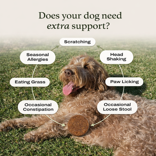 Arynez® Daily Multivitamin Chews 1 tub